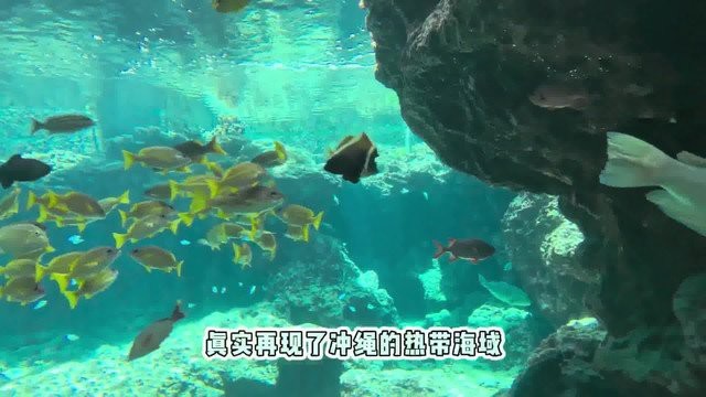 錯那水族店【貴州錯那水族店聯系方式錯那水族店營業時間在哪里】
