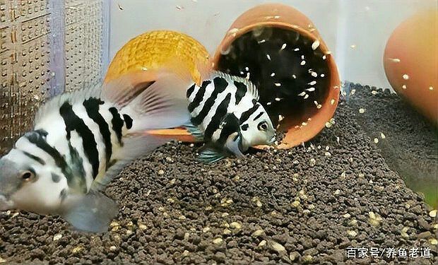 金龍魚口孵期間需要喂食嗎？【金龍魚在口孵期間不需要喂食雄性金龍魚會死亡嗎】