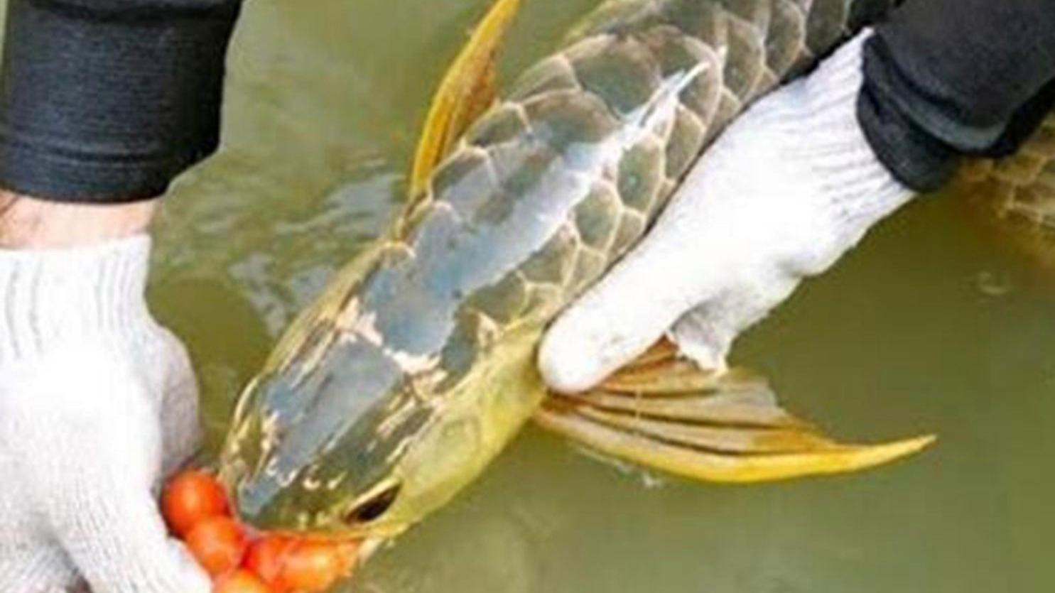 金龍魚口孵期間需要喂食嗎？【金龍魚在口孵期間不需要喂食雄性金龍魚會死亡嗎】