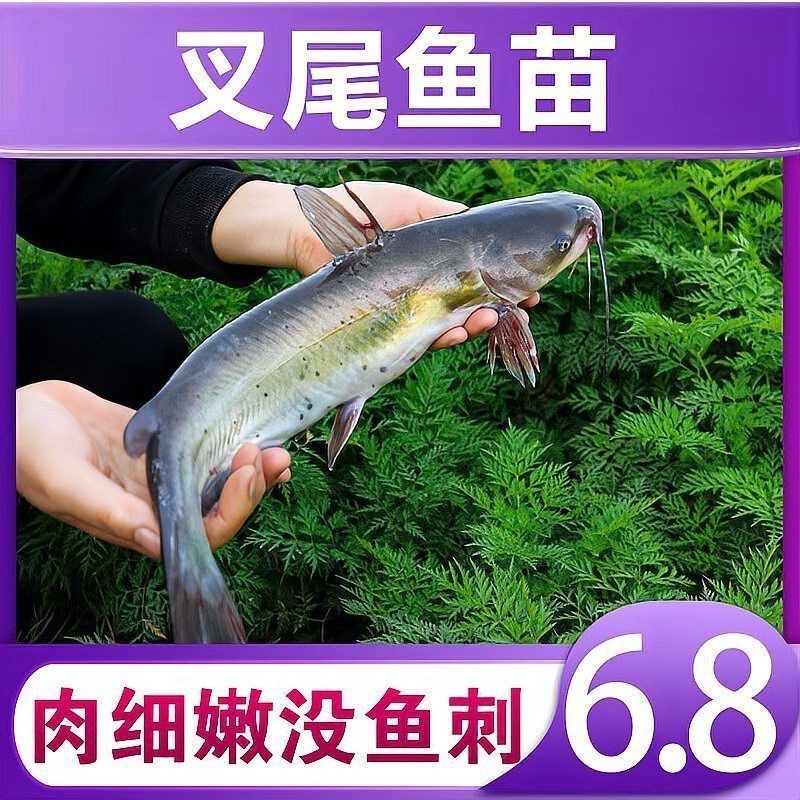 鮰魚價(jià)格多少錢一斤【2025年8月中下旬鮰魚價(jià)格行情走勢(shì)】