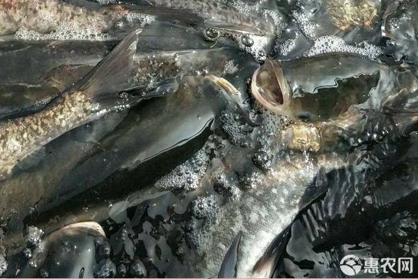 鮰魚價(jià)格多少錢一斤【2025年8月中下旬鮰魚價(jià)格行情走勢(shì)】