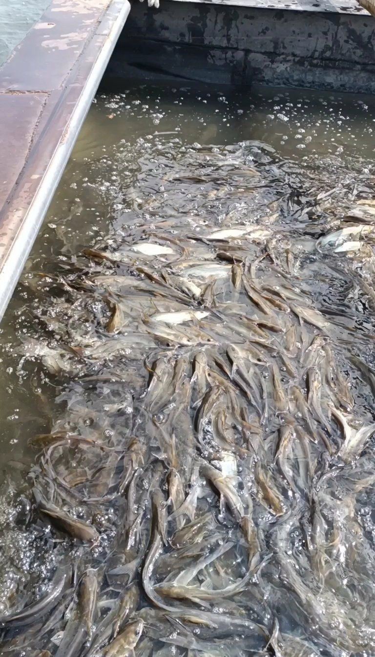 鮰魚價(jià)格多少錢一斤【2025年8月中下旬鮰魚價(jià)格行情走勢(shì)】