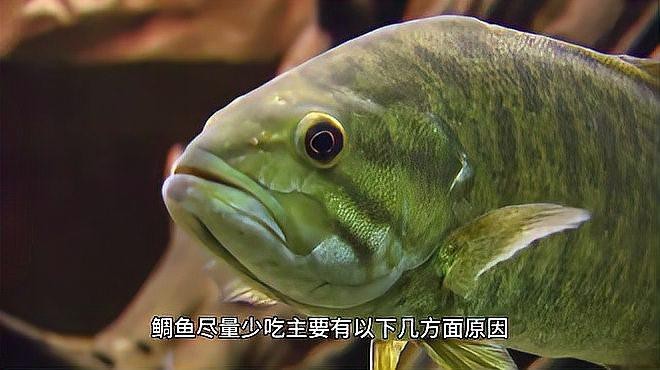 鯛魚為啥不能多吃【智能模式回答完成調用工具：百度健康,鯛魚營養豐富】