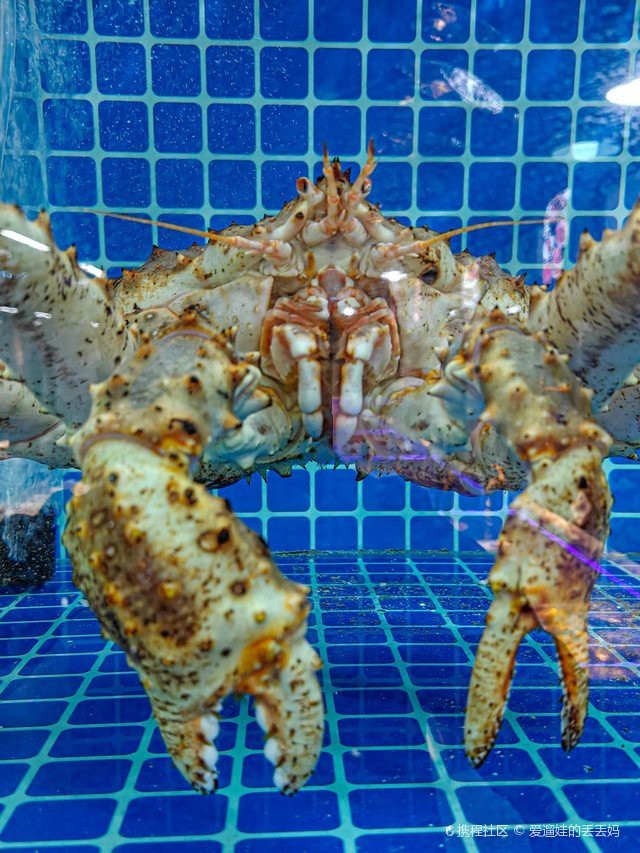 拉薩城關(guān)水族店【拉薩城關(guān)區(qū)多家特色水族店鋪聚集了多家特色店鋪的詳細(xì)信息】