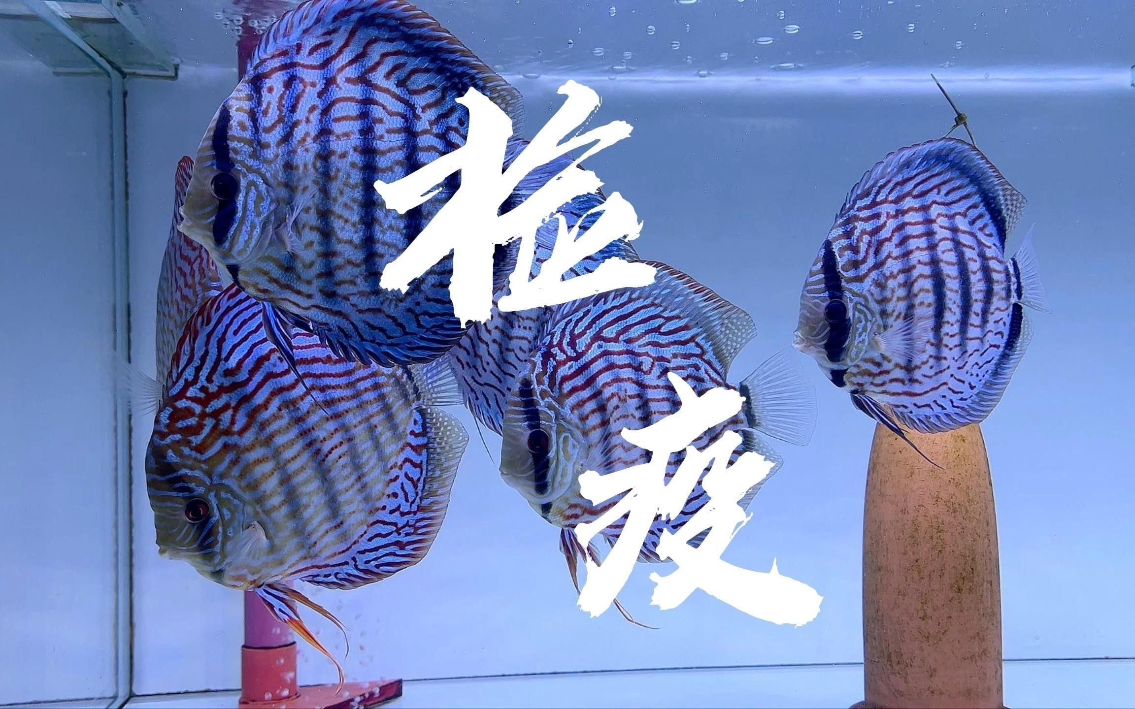 紅龍魚多久檢疫一次【如何判斷紅龍魚是否需要檢疫】