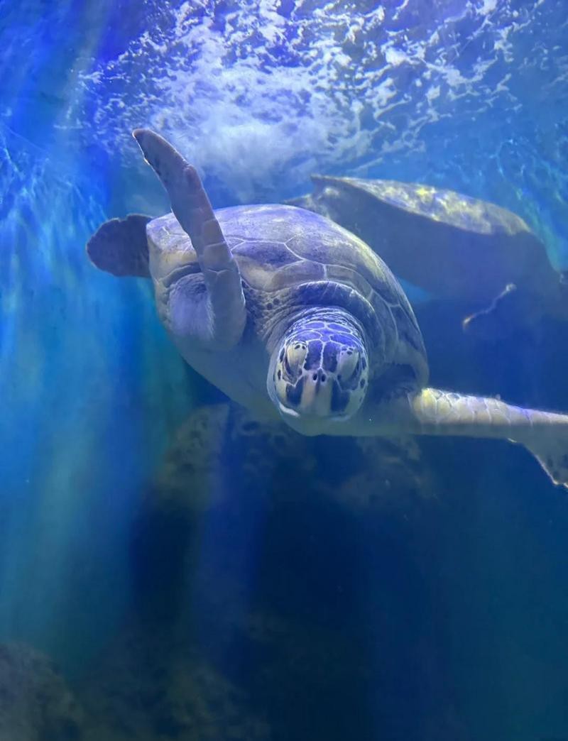 寶山水族店【上海寶山區(qū)擁有多家特色水族館和水族館和水族店鋪】