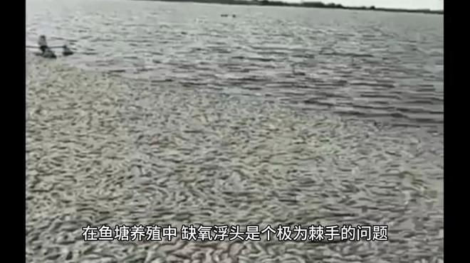 連續(xù)下雨后魚浮頭多久會(huì)恢復(fù)？【連續(xù)下雨后魚浮頭多久能恢復(fù)正常】