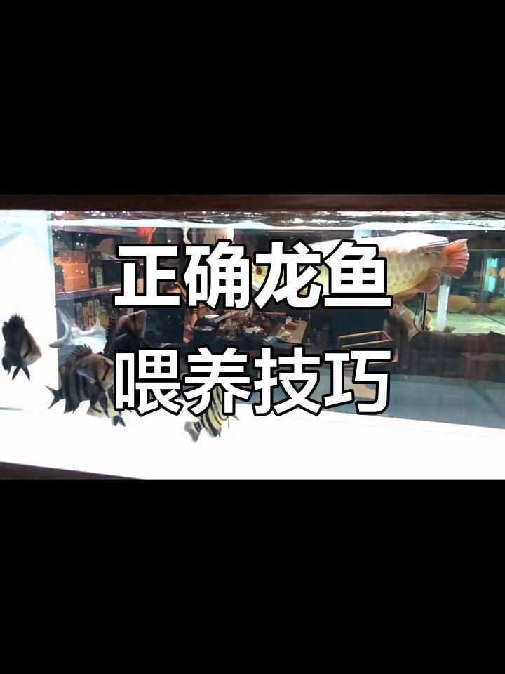龍魚三天喂一次會餓死嗎？【龍魚三天喂一次可以嗎】