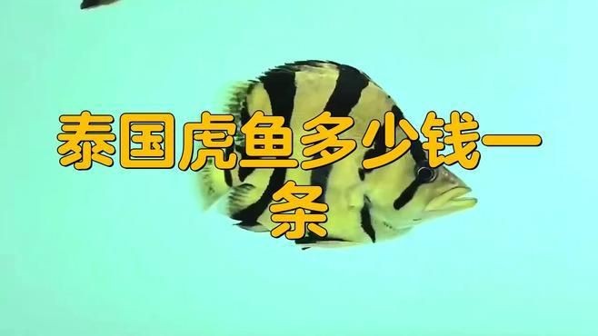 如何判斷龍魚鱗片潰爛的類型，如何區(qū)分龍魚鱗片潰爛的類型