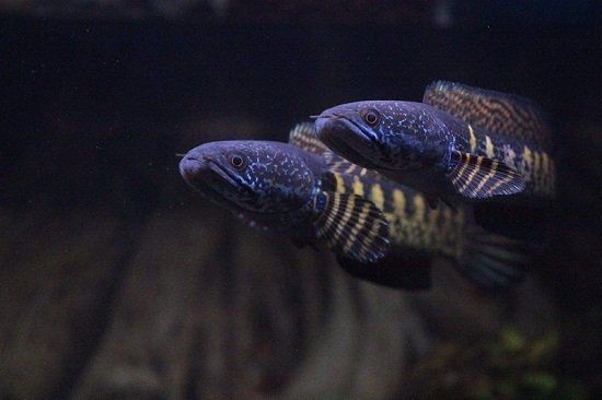 雷龍魚最愛(ài)吃的食物【雷龍魚喂養(yǎng)指南】