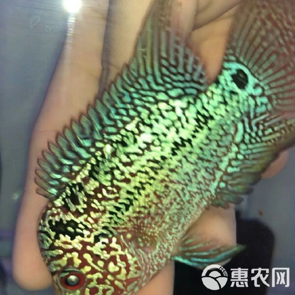 羅漢魚哪里的批發最正宗【羅漢魚正宗批發主要集中在以下產地和渠道,其他渠道】