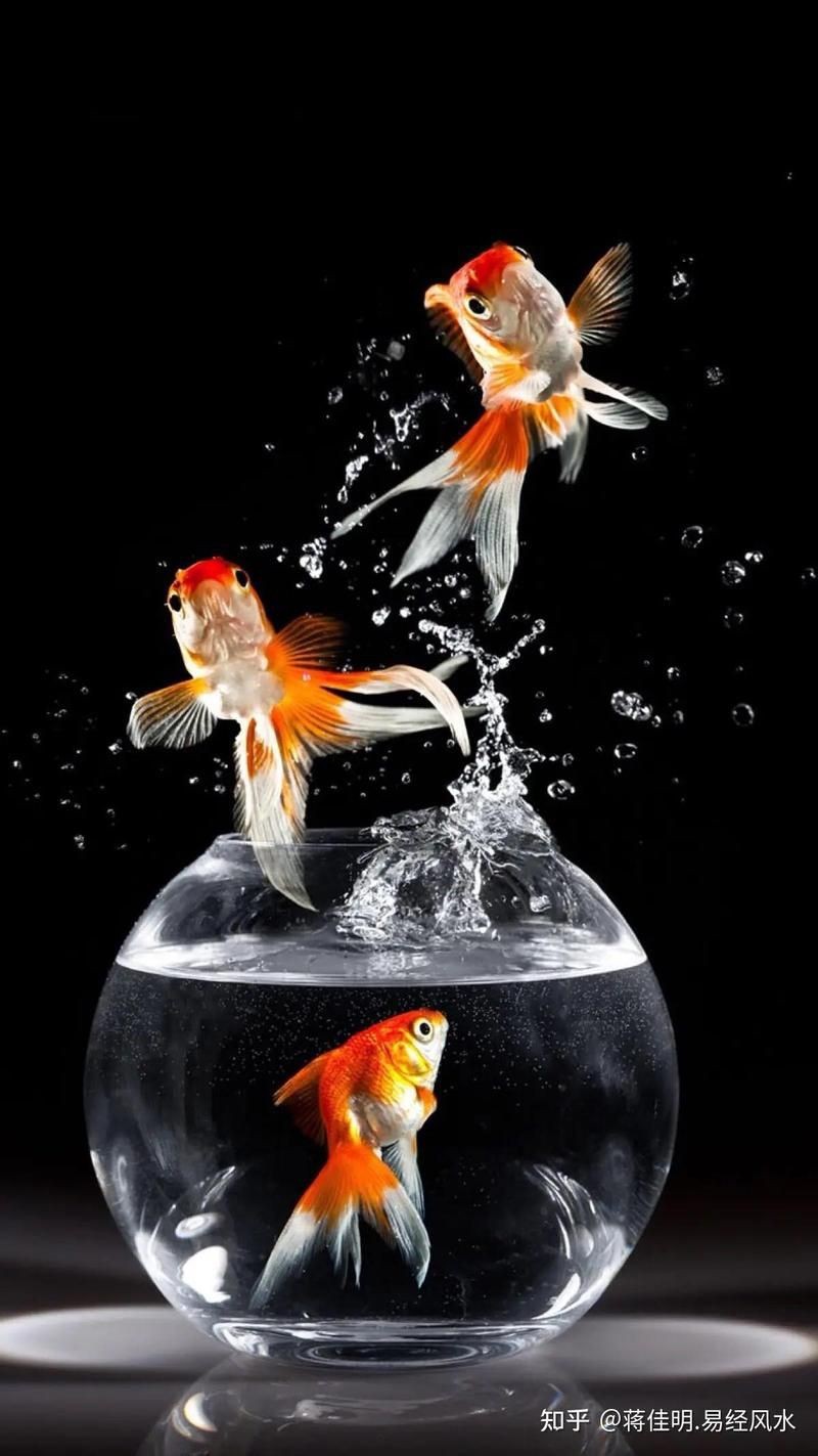 藍面財神魚最忌三種東西【養(yǎng)藍面財神魚的禁忌】