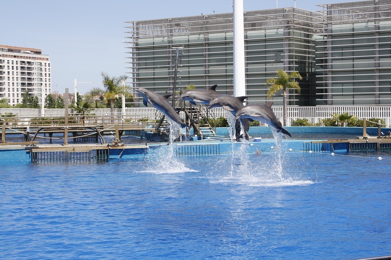白下水族店【南京彩鰈金海灣水族館】