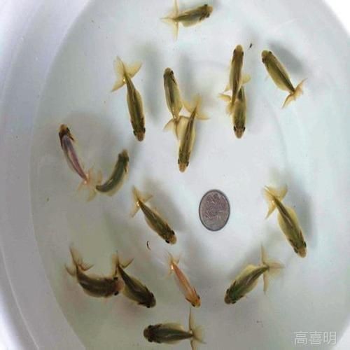 金龍魚幼苗圖片【從金龍魚魚卵到小龍魚魚苗的成長過程】