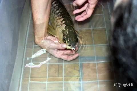 金龍魚幼苗圖片【從金龍魚魚卵到小龍魚魚苗的成長過程】