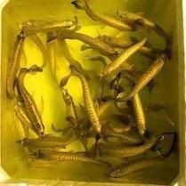 金龍魚幼苗圖片【從金龍魚魚卵到小龍魚魚苗的成長過程】