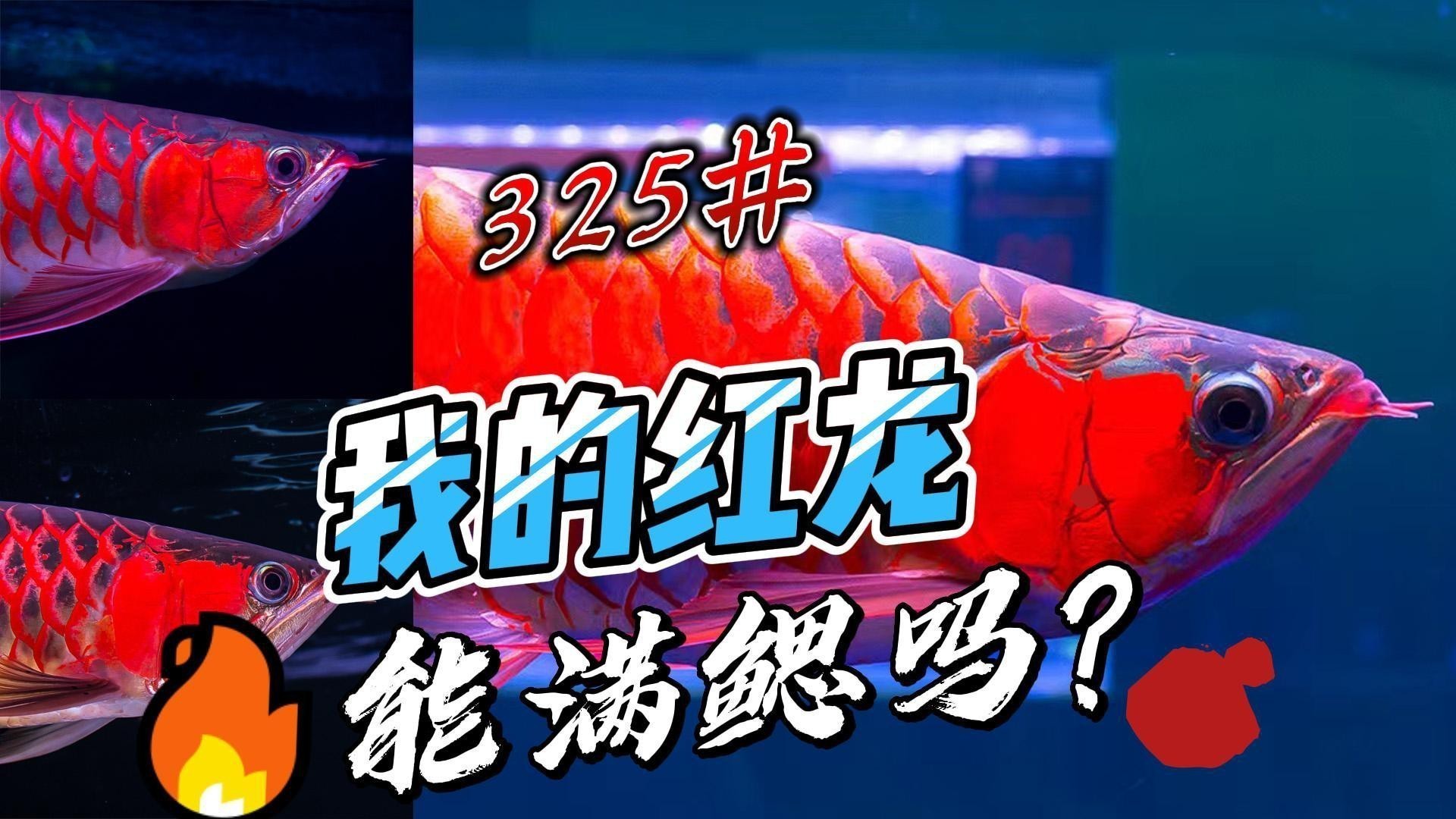 紅龍腮部發色與品種有關嗎？【如何判斷紅龍魚的血統是否純正】