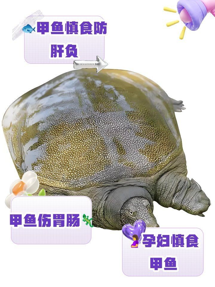 甲魚盡量少吃的原因【吃甲魚需要注意什么？】