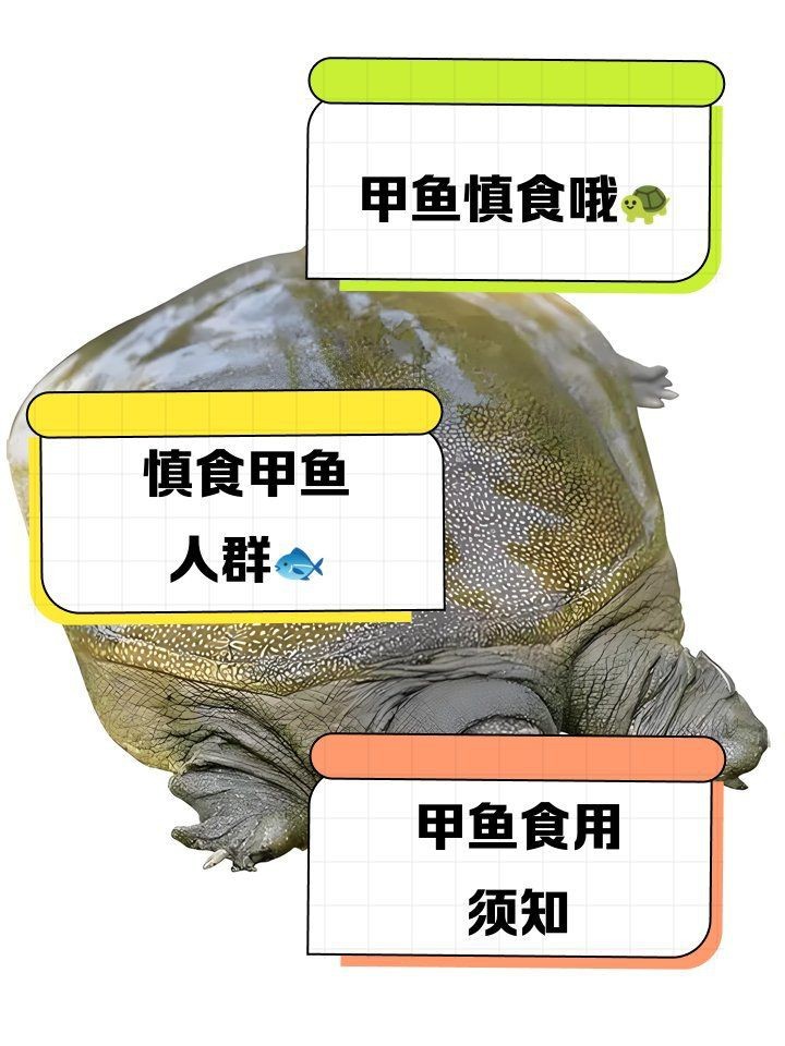甲魚盡量少吃的原因【吃甲魚需要注意什么？】