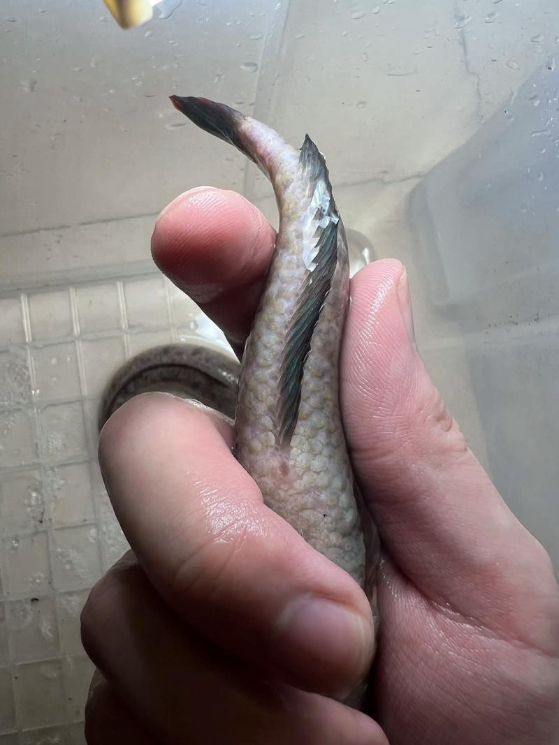 龍魚充血和物理刮傷的區(qū)別圖【龍魚充血和物理刮傷有什么區(qū)別,】