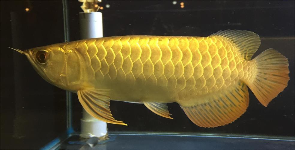 龍魚充血和物理刮傷的區(qū)別圖【龍魚充血和物理刮傷有什么區(qū)別,】