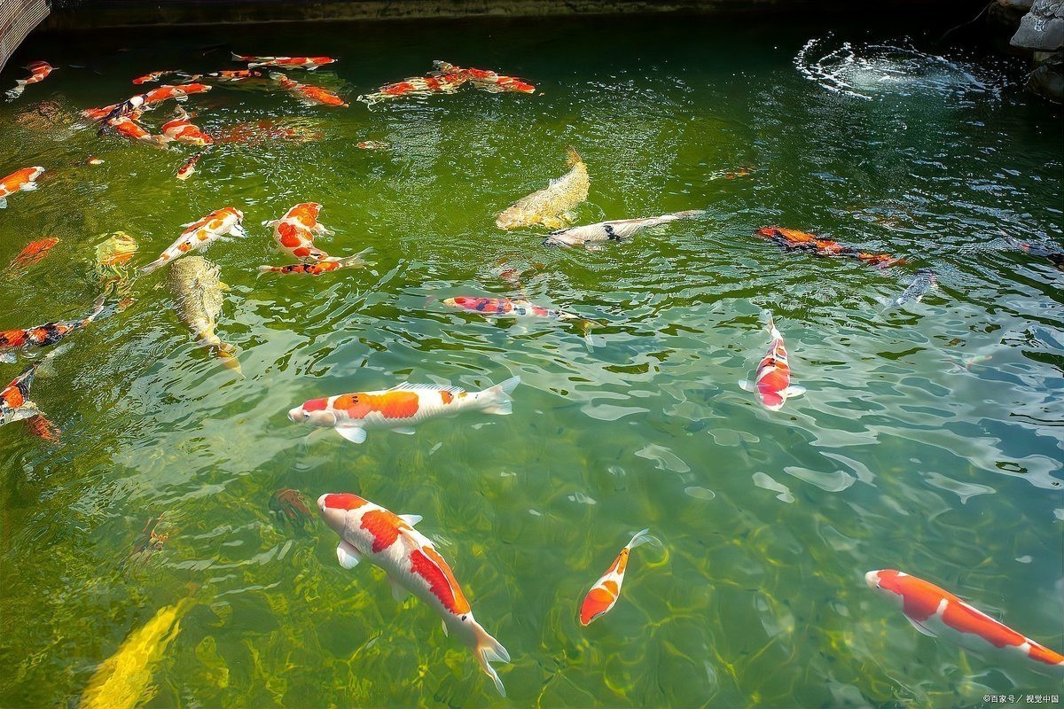 龍魚充血和物理刮傷的區(qū)別圖【龍魚充血和物理刮傷有什么區(qū)別,】
