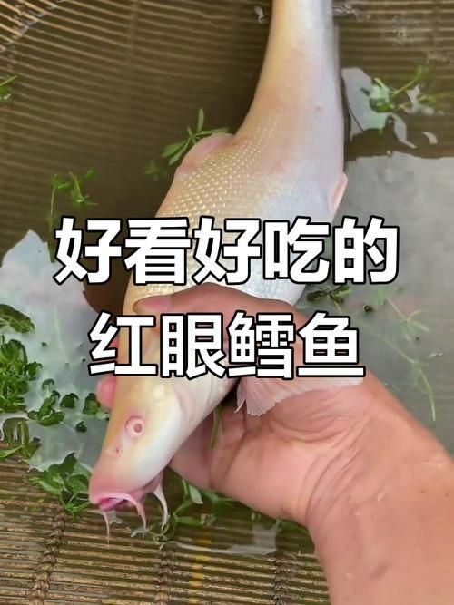 紅血魚最漂亮的照片【世界最貴的十大觀賞魚】
