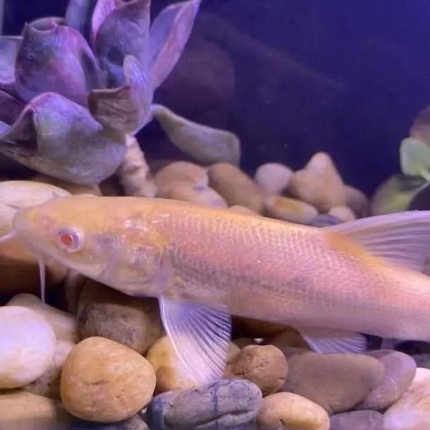 紅血魚最漂亮的照片【世界最貴的十大觀賞魚】