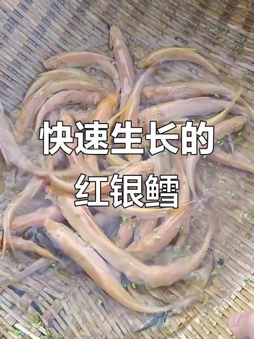 紅血魚最漂亮的照片【世界最貴的十大觀賞魚】