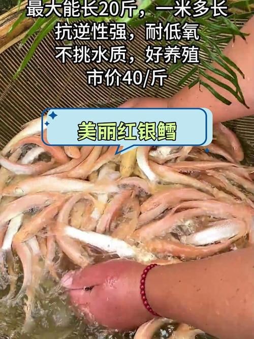 紅血魚最漂亮的照片【世界最貴的十大觀賞魚】