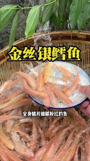 紅血魚最漂亮的照片【世界最貴的十大觀賞魚】