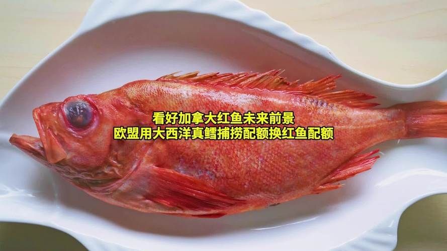 紅血魚最漂亮的照片【世界最貴的十大觀賞魚】