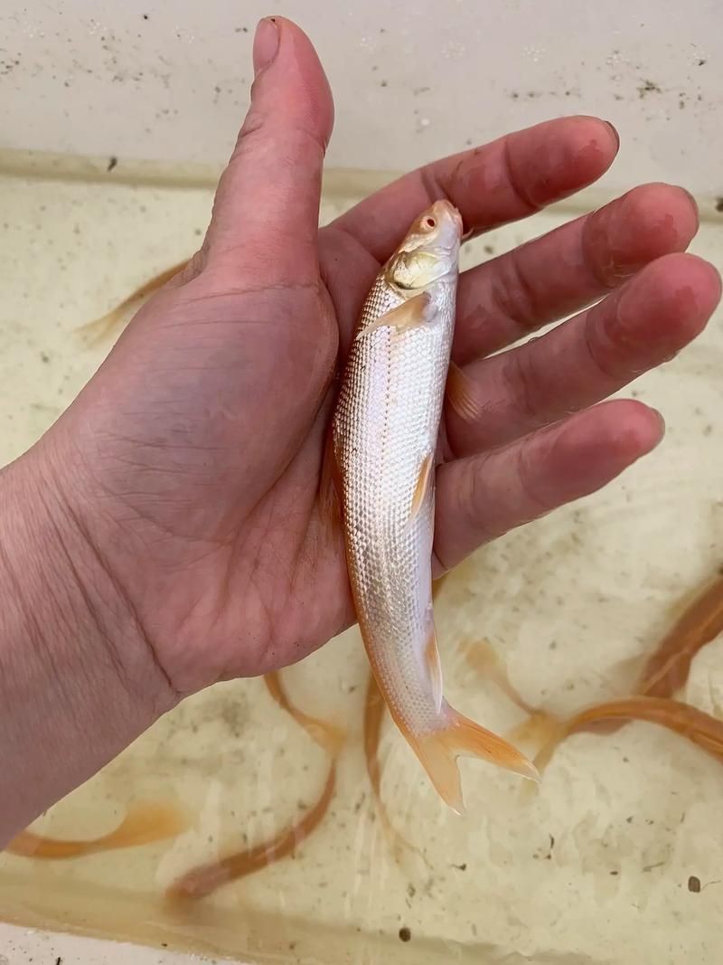 紅血魚最漂亮的照片【世界最貴的十大觀賞魚】