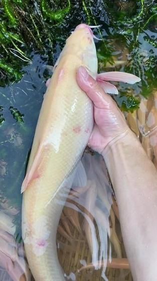 紅血魚最漂亮的照片【世界最貴的十大觀賞魚】