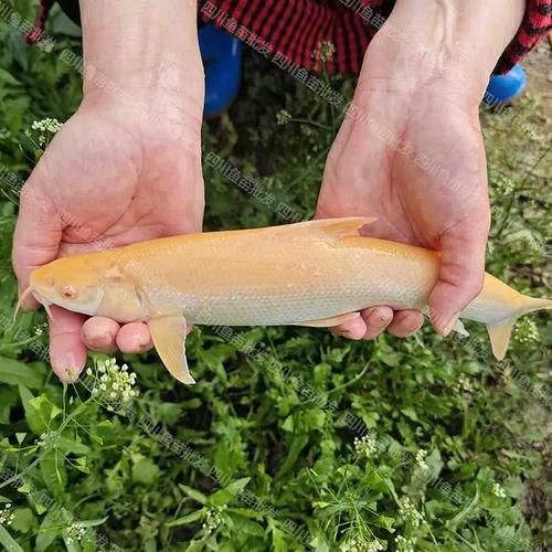 紅血魚最漂亮的照片【世界最貴的十大觀賞魚】