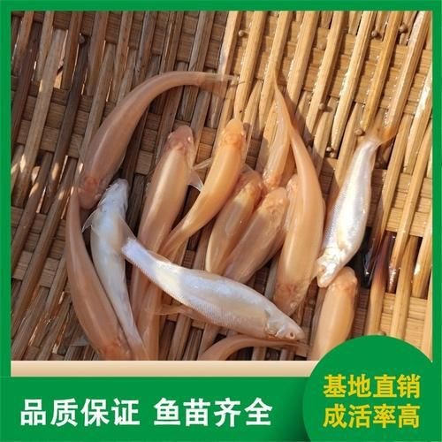 紅血魚最漂亮的照片【世界最貴的十大觀賞魚】