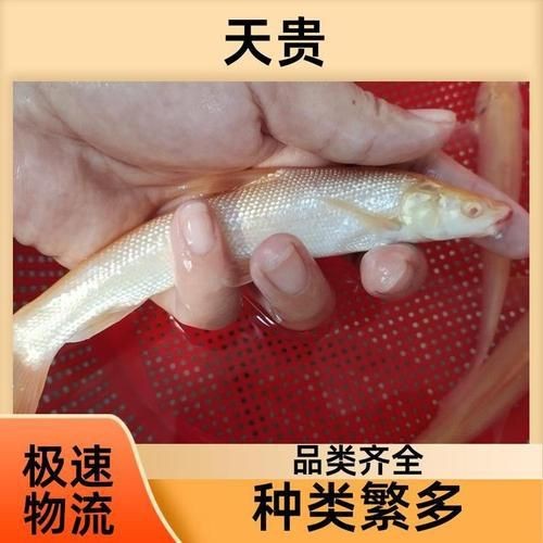 紅血魚最漂亮的照片【世界最貴的十大觀賞魚】