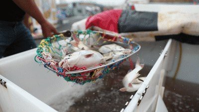 龍灣龍魚店【聚龍灣龍魚店的價格范圍】