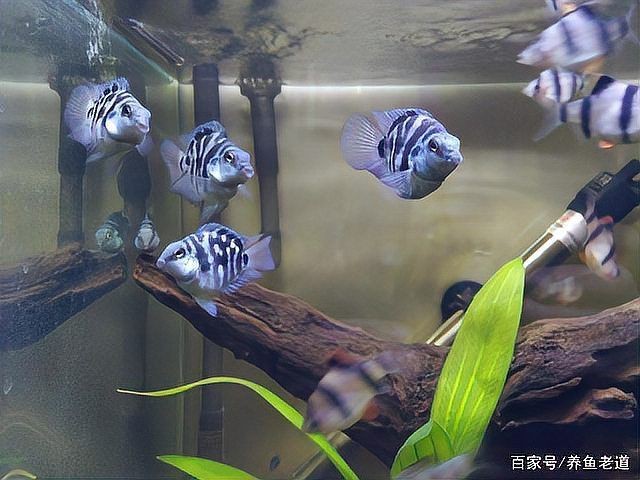龍魚內寄和外寄哪個正確【養魚老道,龍魚常見病及治療方法分享龍魚內寄型和細菌型腸炎】