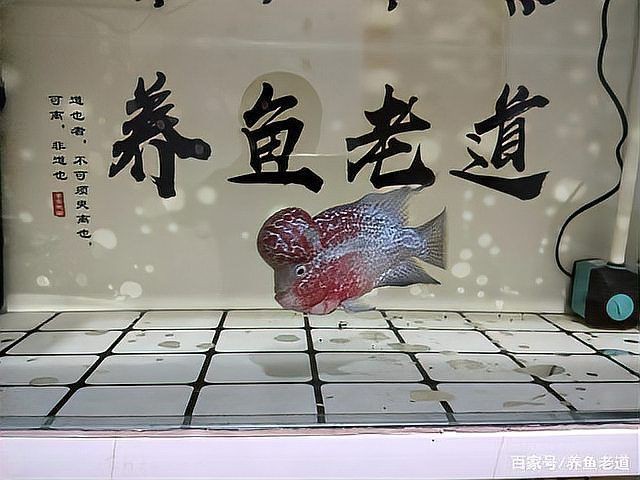 龍魚內寄和外寄哪個正確【養魚老道,龍魚常見病及治療方法分享龍魚內寄型和細菌型腸炎】