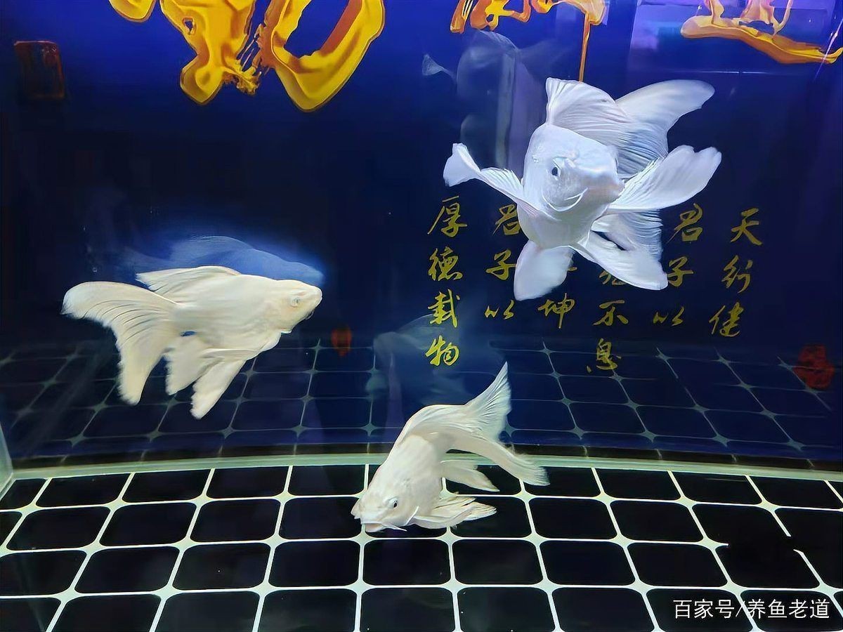 龍魚內寄和外寄哪個正確【養魚老道,龍魚常見病及治療方法分享龍魚內寄型和細菌型腸炎】