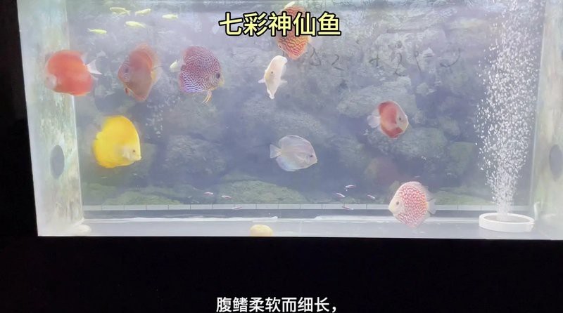 七彩神仙魚珍珠松圖片【七彩神仙——珍珠松】