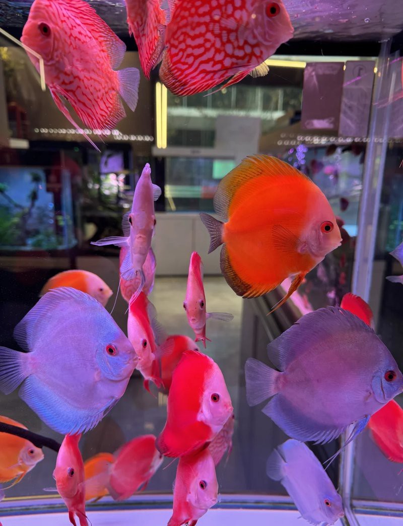 七彩神仙魚珍珠松圖片【七彩神仙——珍珠松】