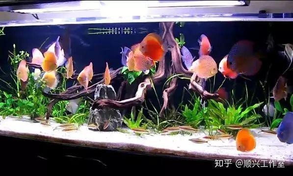 七彩神仙魚珍珠松圖片【七彩神仙——珍珠松】