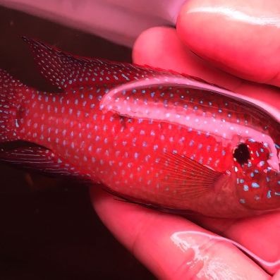 藍寶石魚和紅寶石魚【藍寶石魚和紅寶石魚是兩種色彩艷麗但習性迥異的觀賞魚】