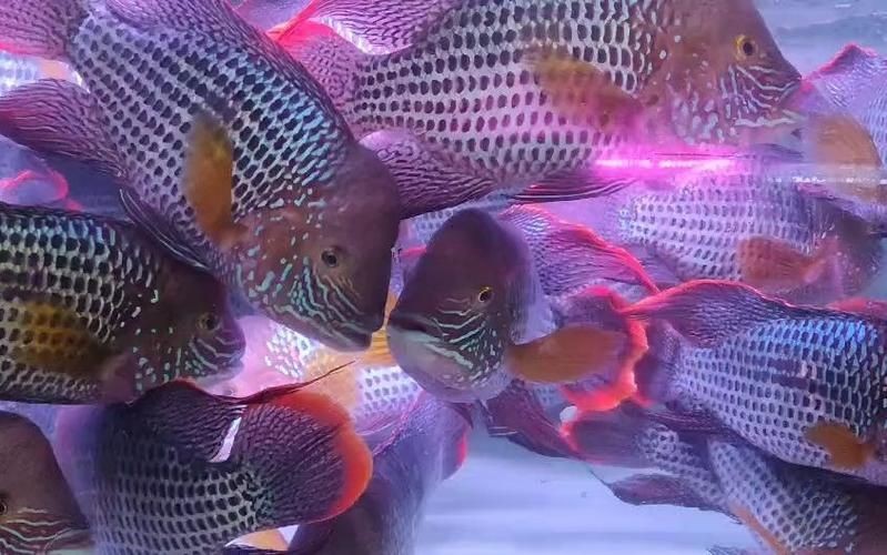藍面財神魚公母對照圖【養魚老道，幾種常見熱帶觀賞魚的雌雄鑒別，基本上一個套路】