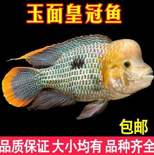 藍面財神魚公母對照圖【養魚老道，幾種常見熱帶觀賞魚的雌雄鑒別，基本上一個套路】