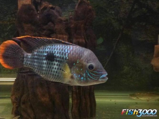 藍面財神魚公母對照圖【養魚老道，幾種常見熱帶觀賞魚的雌雄鑒別，基本上一個套路】