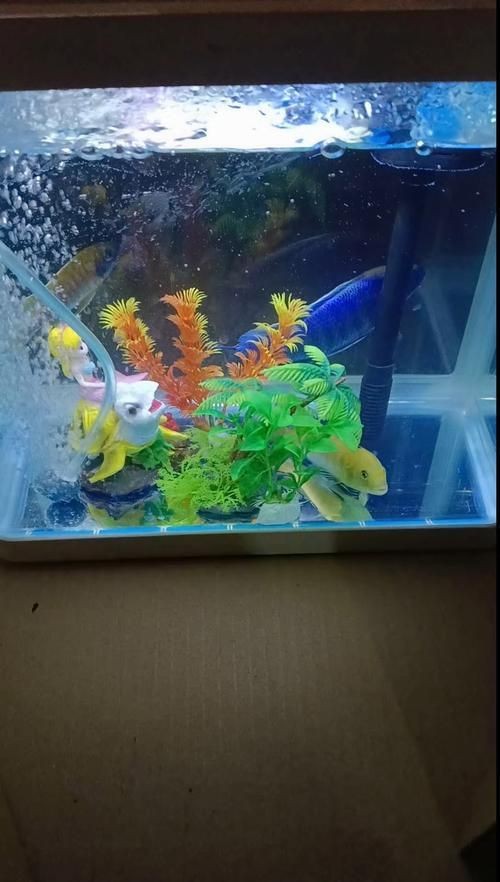 藍面財神魚公母對照圖【養魚老道，幾種常見熱帶觀賞魚的雌雄鑒別，基本上一個套路】