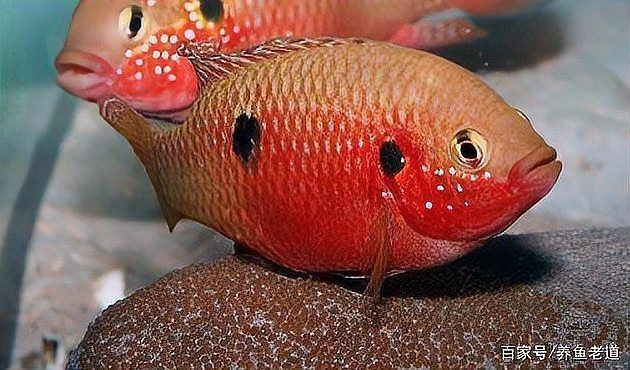 藍面財神魚公母對照圖【養魚老道，幾種常見熱帶觀賞魚的雌雄鑒別，基本上一個套路】